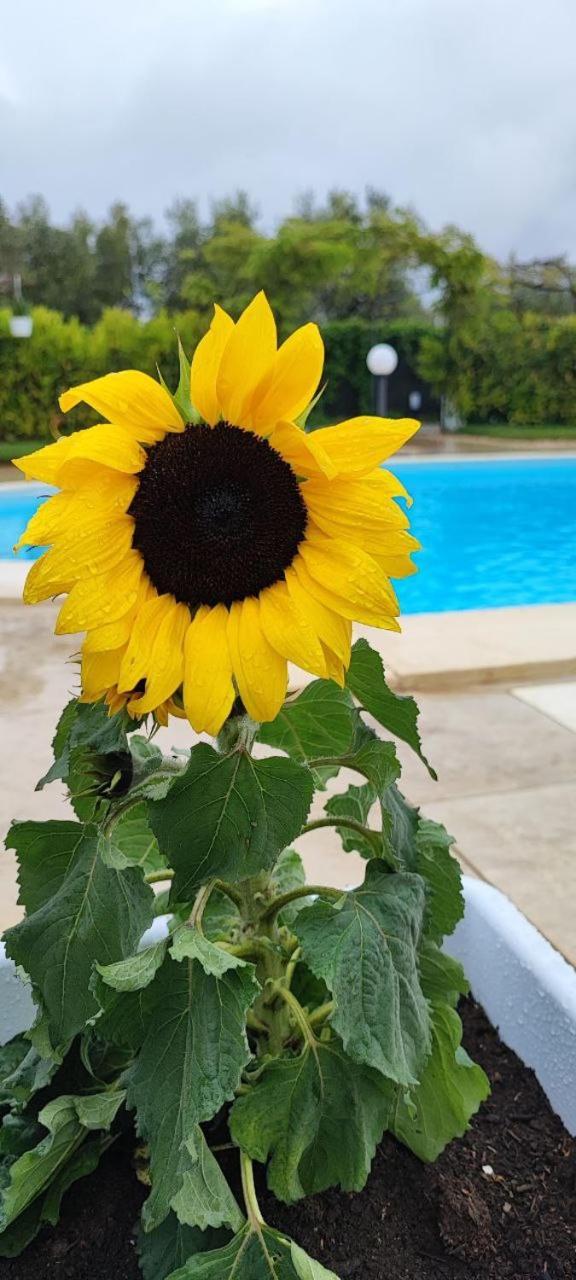 B&B Villa Antonella Piazza Armerina Ngoại thất bức ảnh